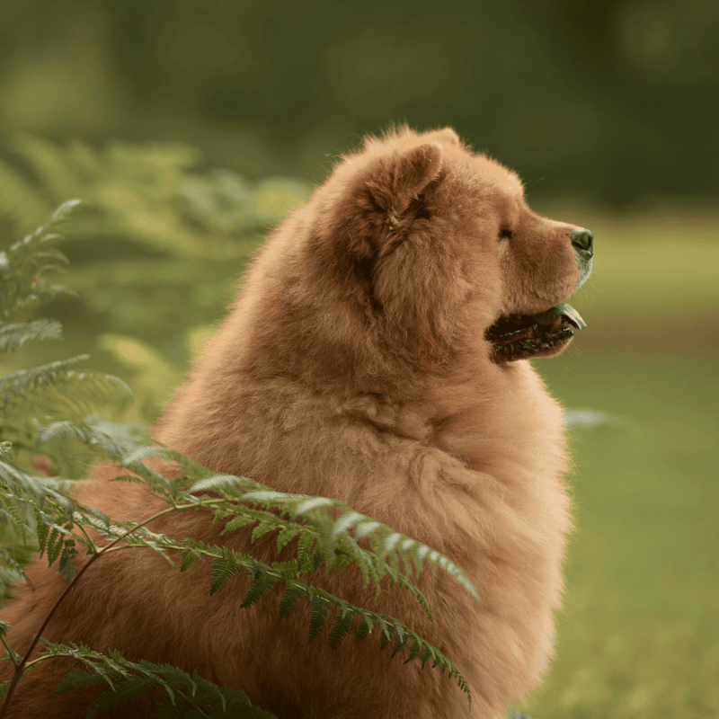 Chow Chow photo 3