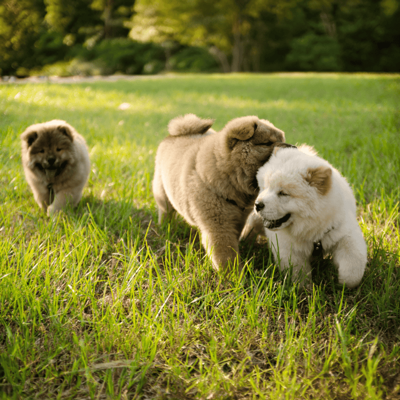 Chow Chow Puppies