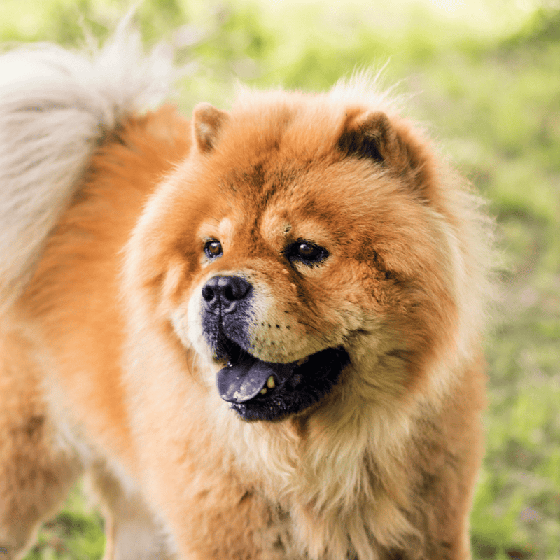 Chow Chow They Have Blue-Black Tongues