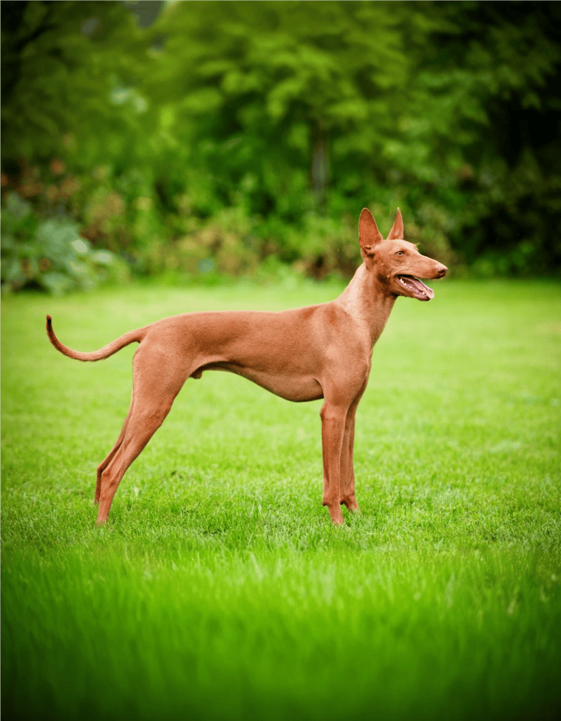 Cirneco Dell’Etna overview