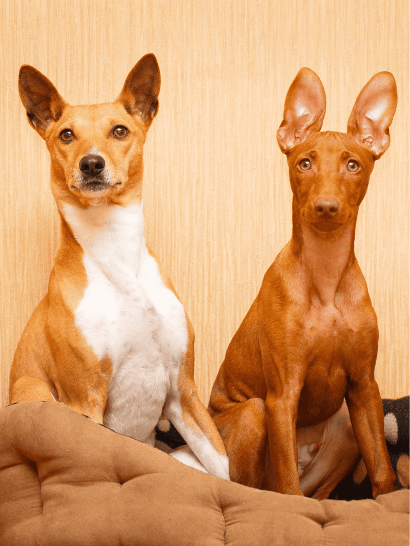 Cirneco Dell'Etna Does This Breed Get Along With Other Pets