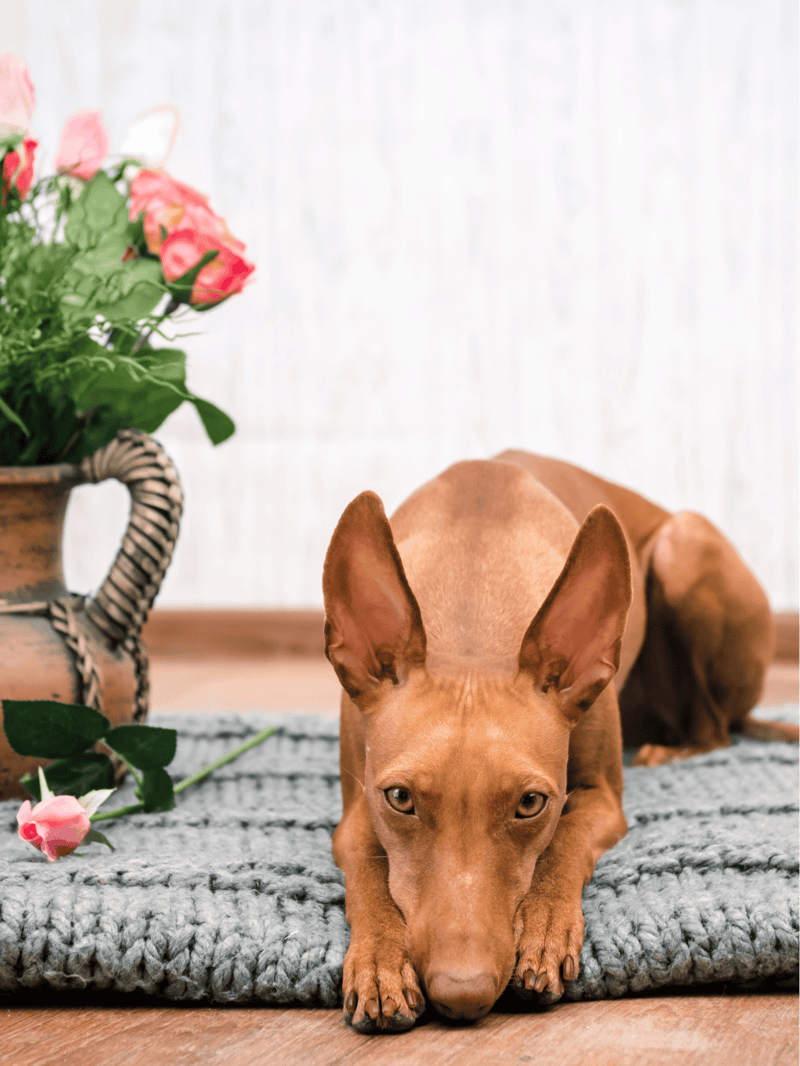 Cirneco Dell’Etna photo 2
