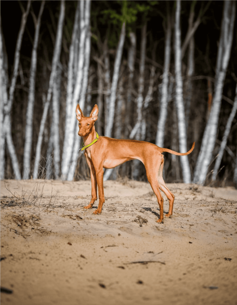 Cirneco Dell’Etna photo 3