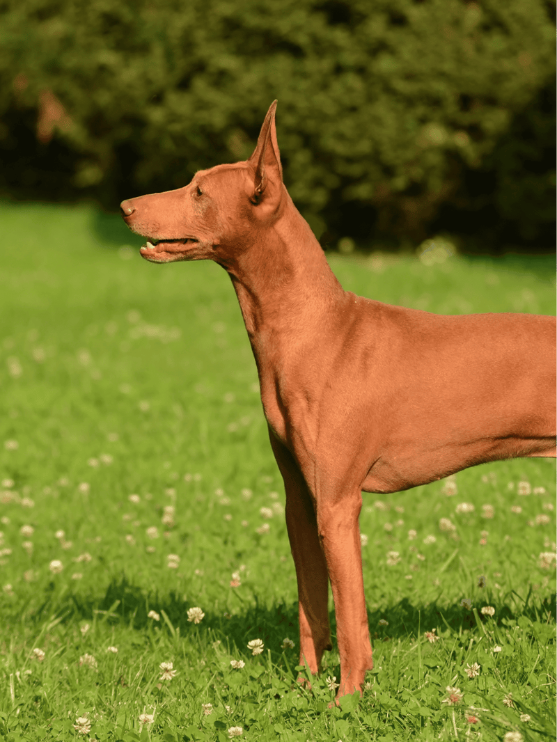 Cirneco Dell’Etna photo 1
