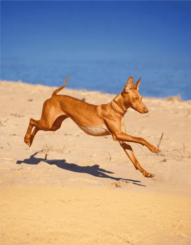 Cirneco Dell’Etna health