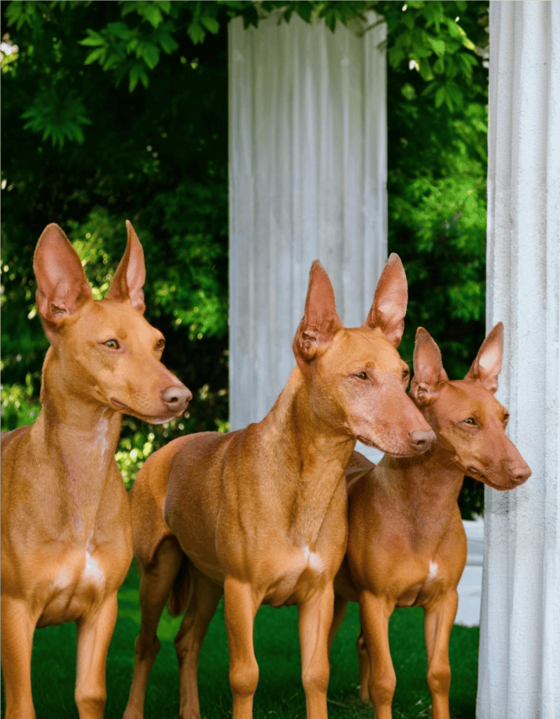 Cirneco Dell'Etna Male Vs. Female