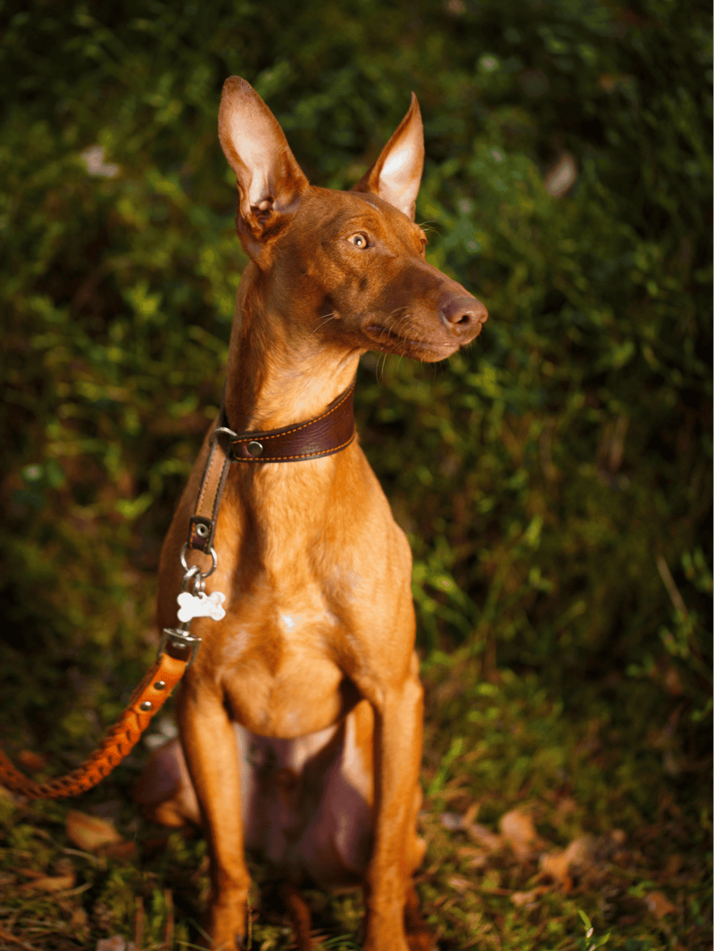 Cirneco Dell'Etna Training