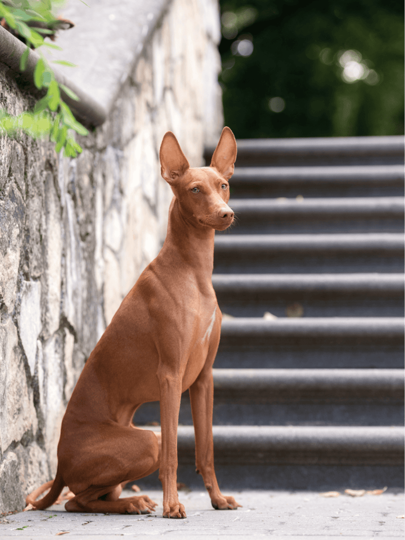 A brown dog sitting outdoors by steps and stone wall, alert and curious, in a peaceful park setting.