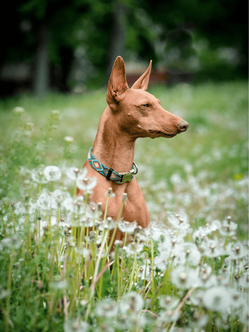 Adorable dog sitting peacefully amid white dandelions in a lush, green outdoor setting. Perfect for dog lovers.