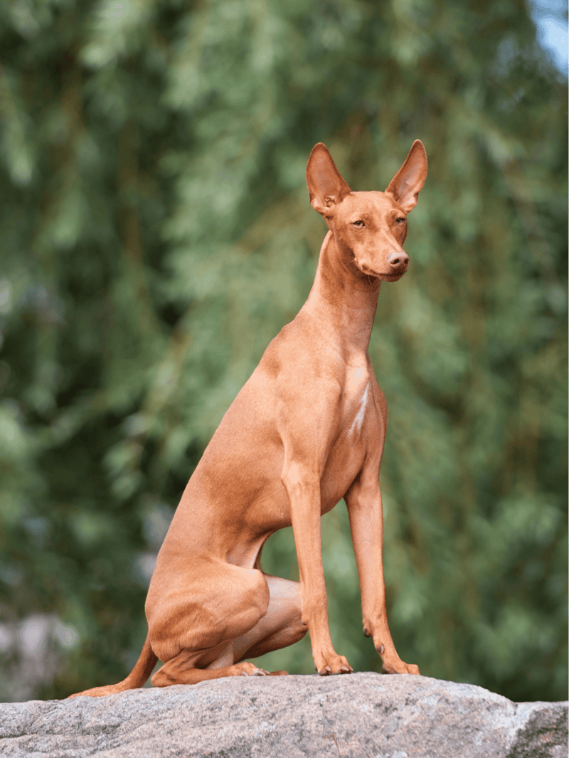 Cirneco Dell’Etna characteristics