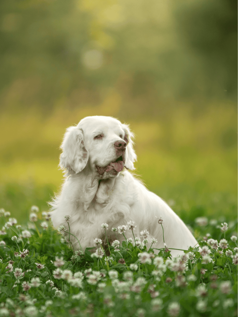 Clumber Spaniel overview