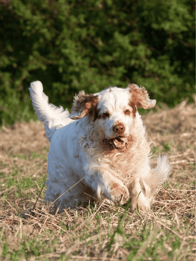 Clumber Spaniel characteristics