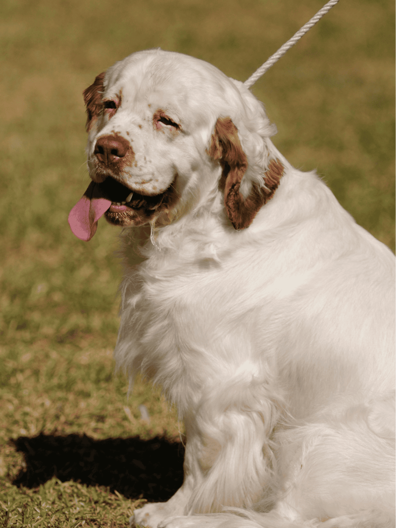 Clumber Spaniel Exercise