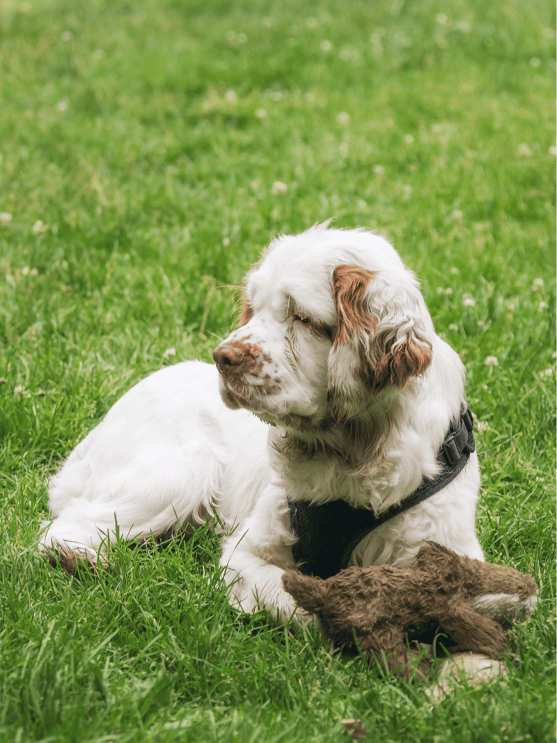 Clumber Spaniel photo 2