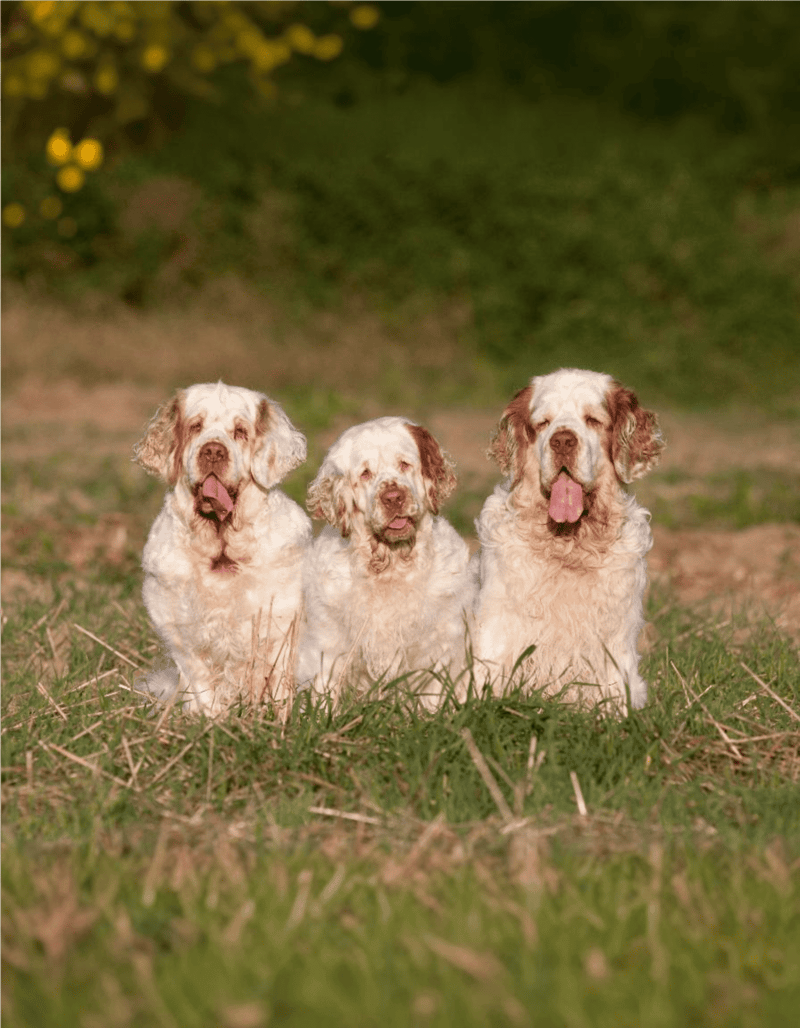Clumber Spaniel health