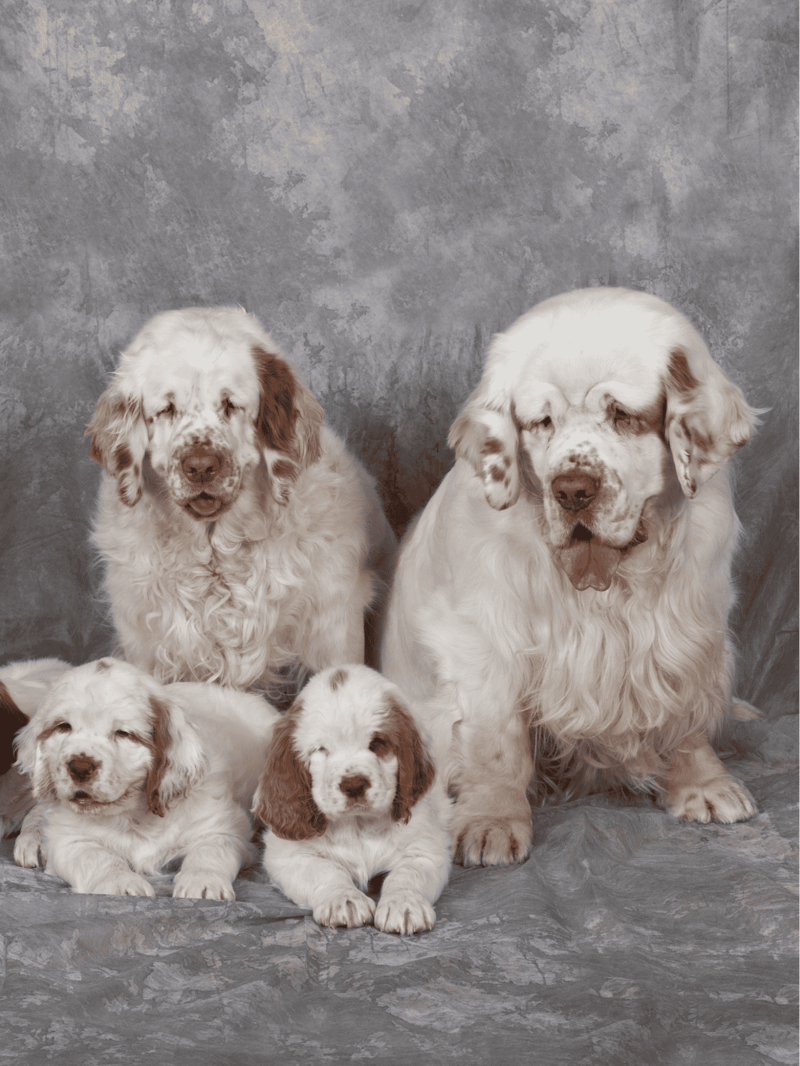 Clumber Spaniel Male Vs. Female