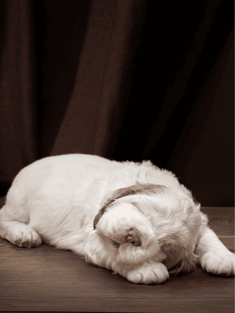 Clumber Spaniel No One Is Sure Where They Are From