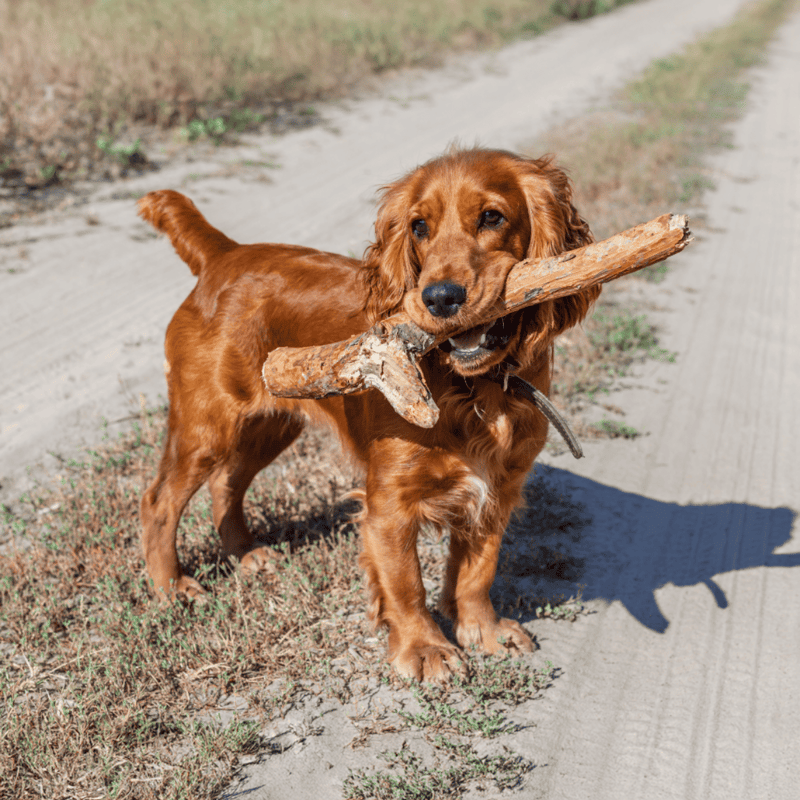 Cocker Spaniel characteristics