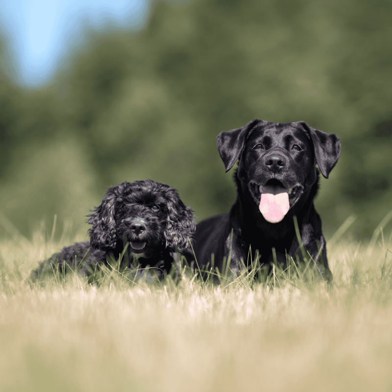 Adorable puppies lounging on green grass in a sunny outdoor setting.