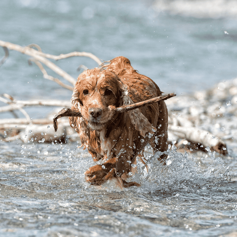 Golden retriever swimming with stick in mouth at the beach.