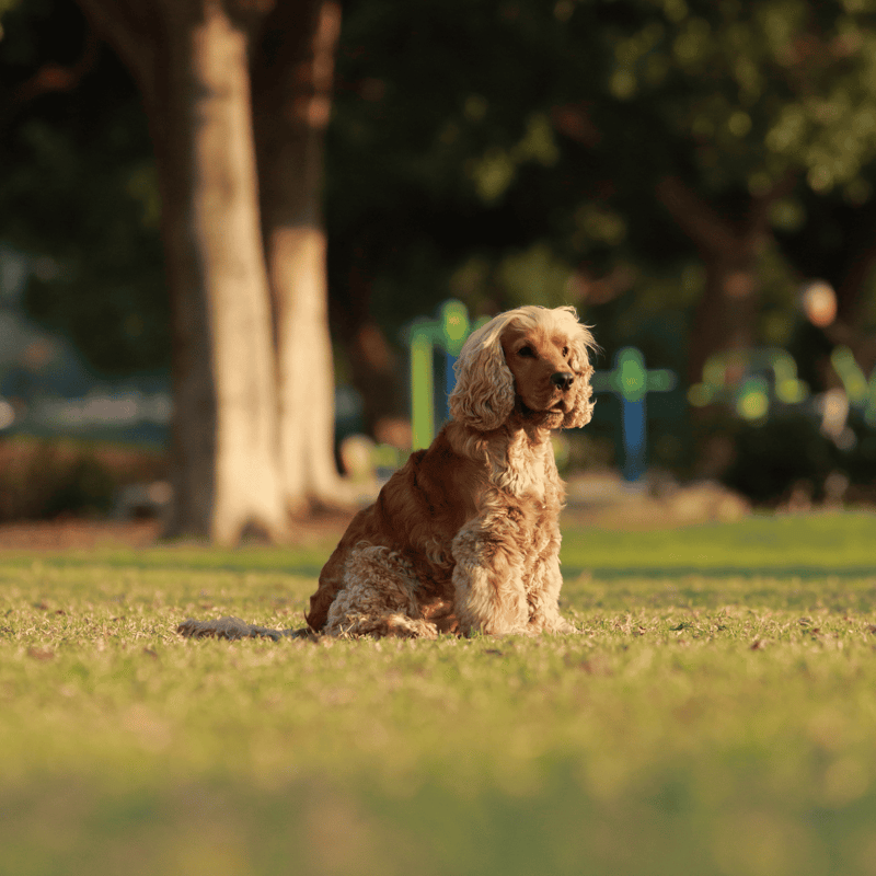 Adorable Cocker Spaniel sitting on grass in park, enjoying nature and perfect for dog care photos.