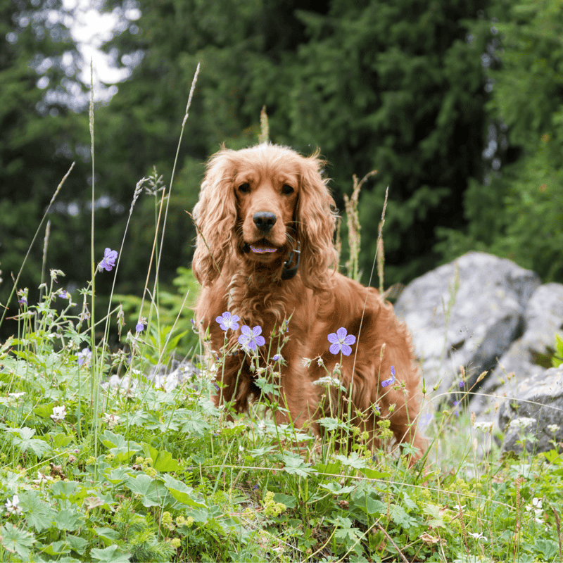 Cocker Spaniel photo 3