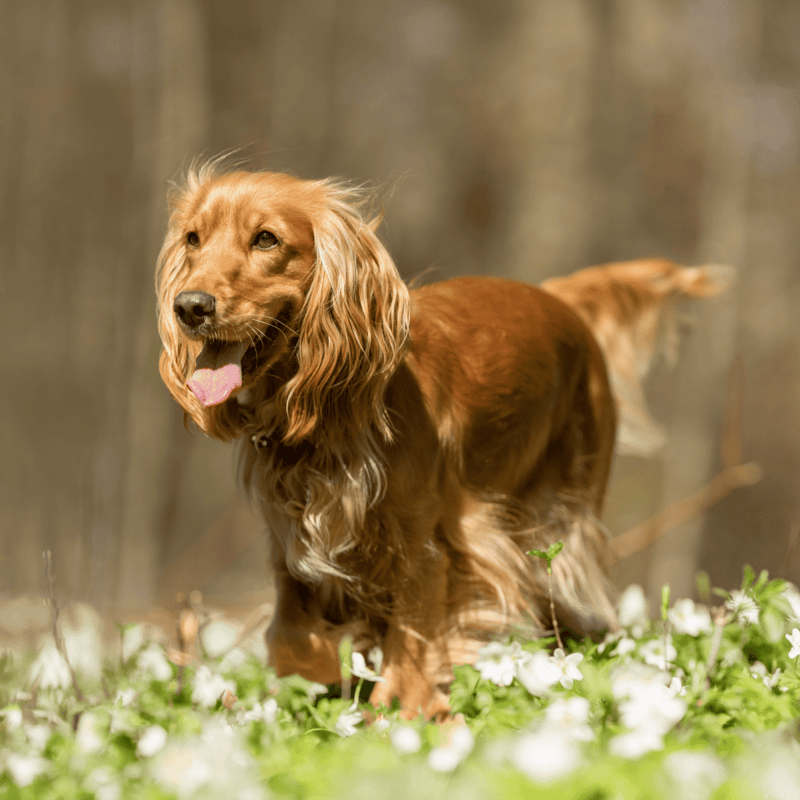 Cocker Spaniel photo 1