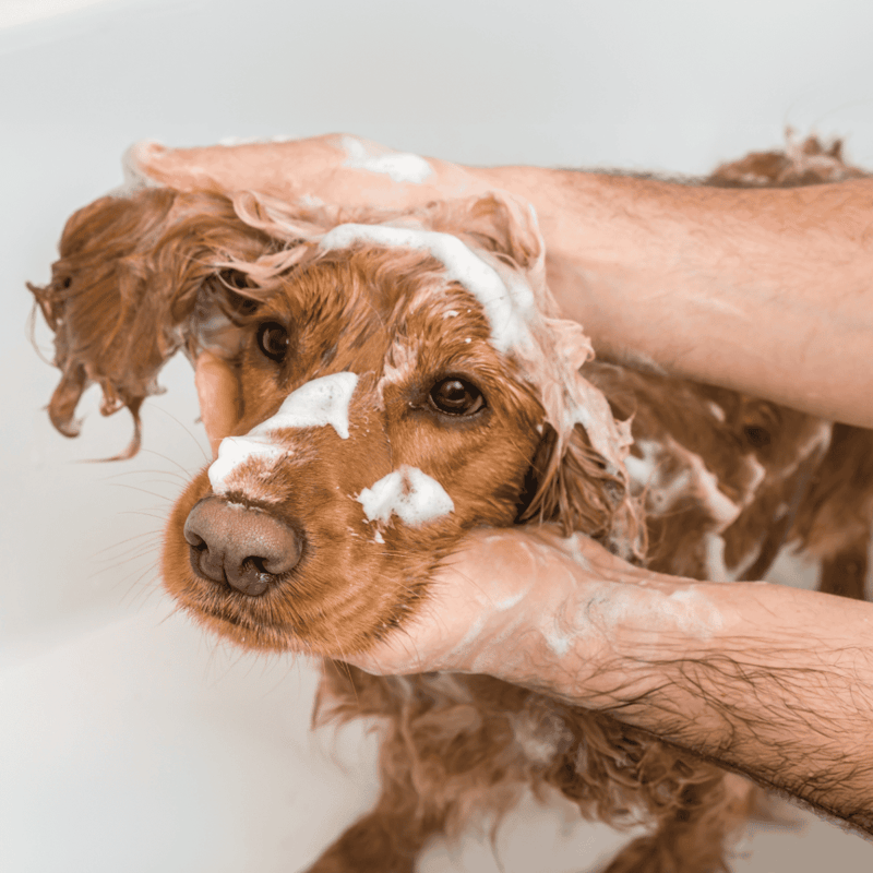 Dog being bathed with soap during grooming session, emphasizing professional pet care services.