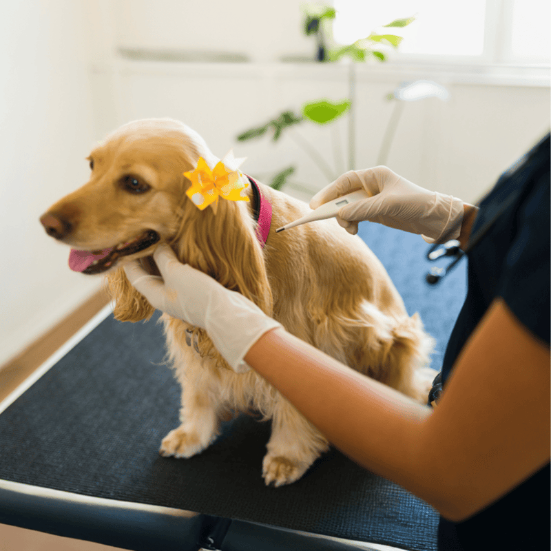 Cocker Spaniel health