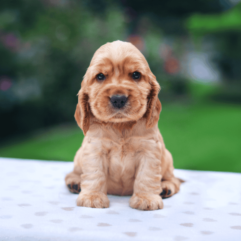Adorable golden retriever puppy looking at camera outside.