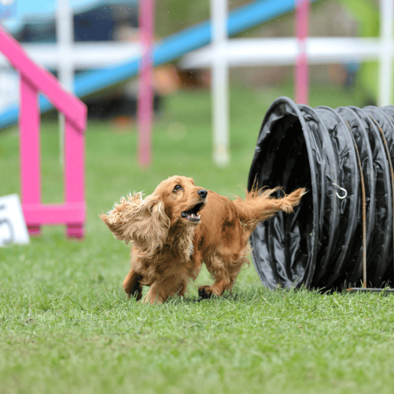 Cocker Spaniel They Are the Smallest Sporting Breed