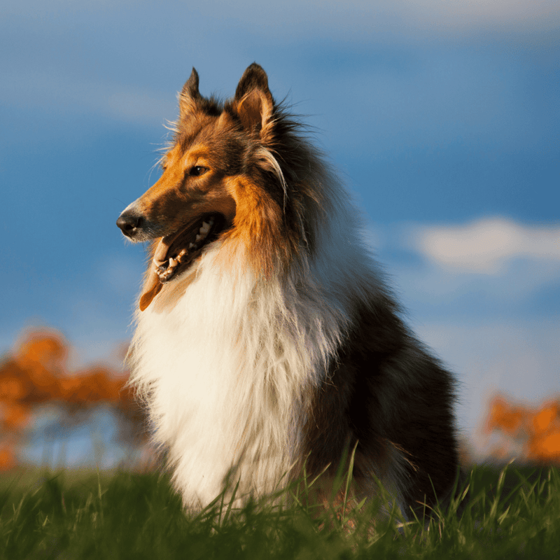 Collie overview