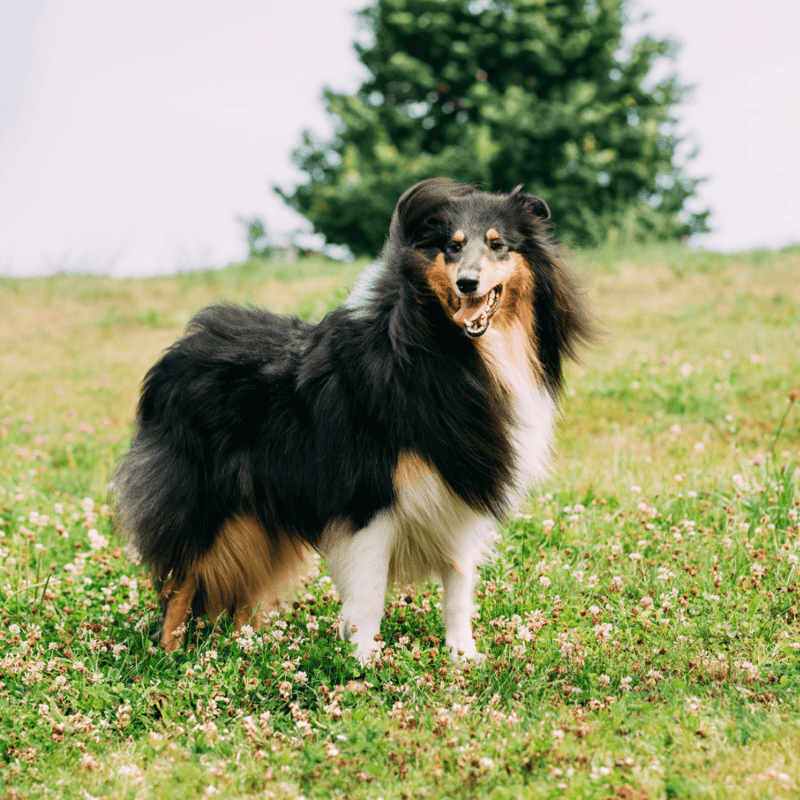 Collie characteristics
