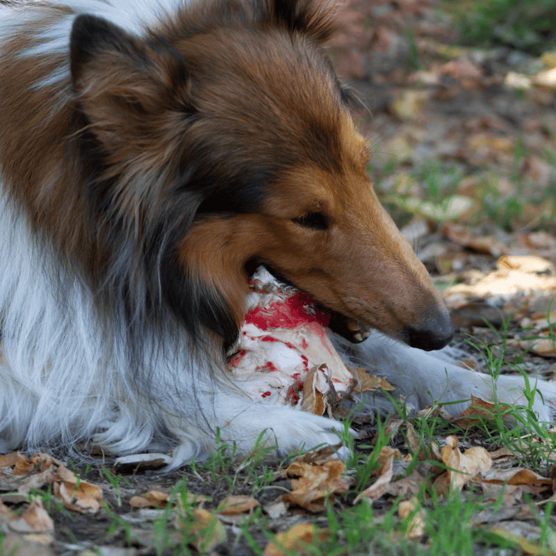 Collie Food & Diet Requirements