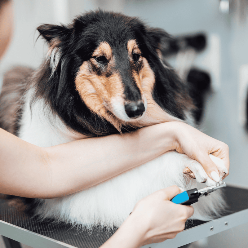 Collie Grooming