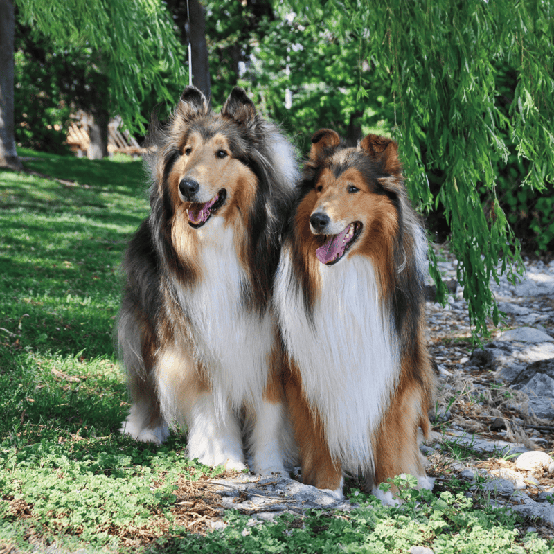 Happy Shetland Sheepdog duo in a scenic park.