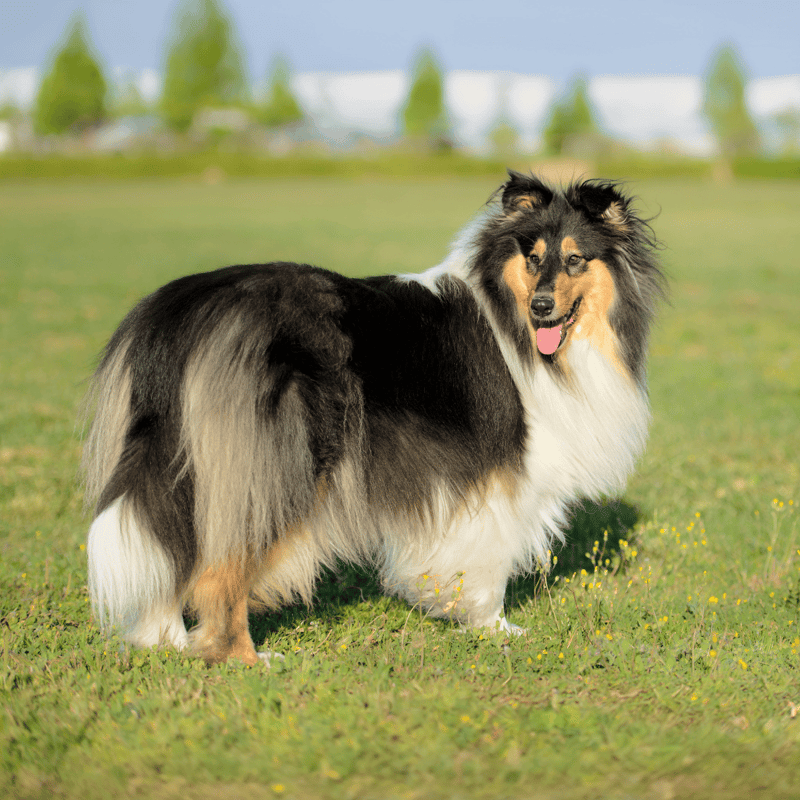 Adorable shetland sheepdog standing outdoors on a grassy field in a sunny park.