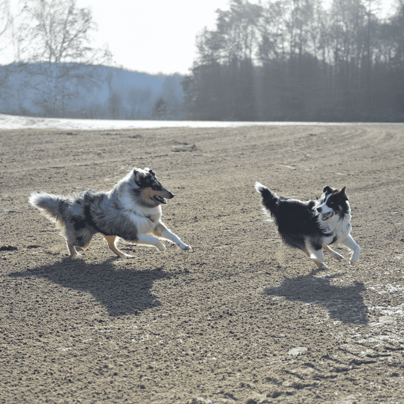 Happy dogs enjoying playtime on sandy terrain.