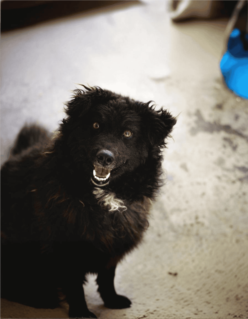 Croatian Sheepdog characteristics