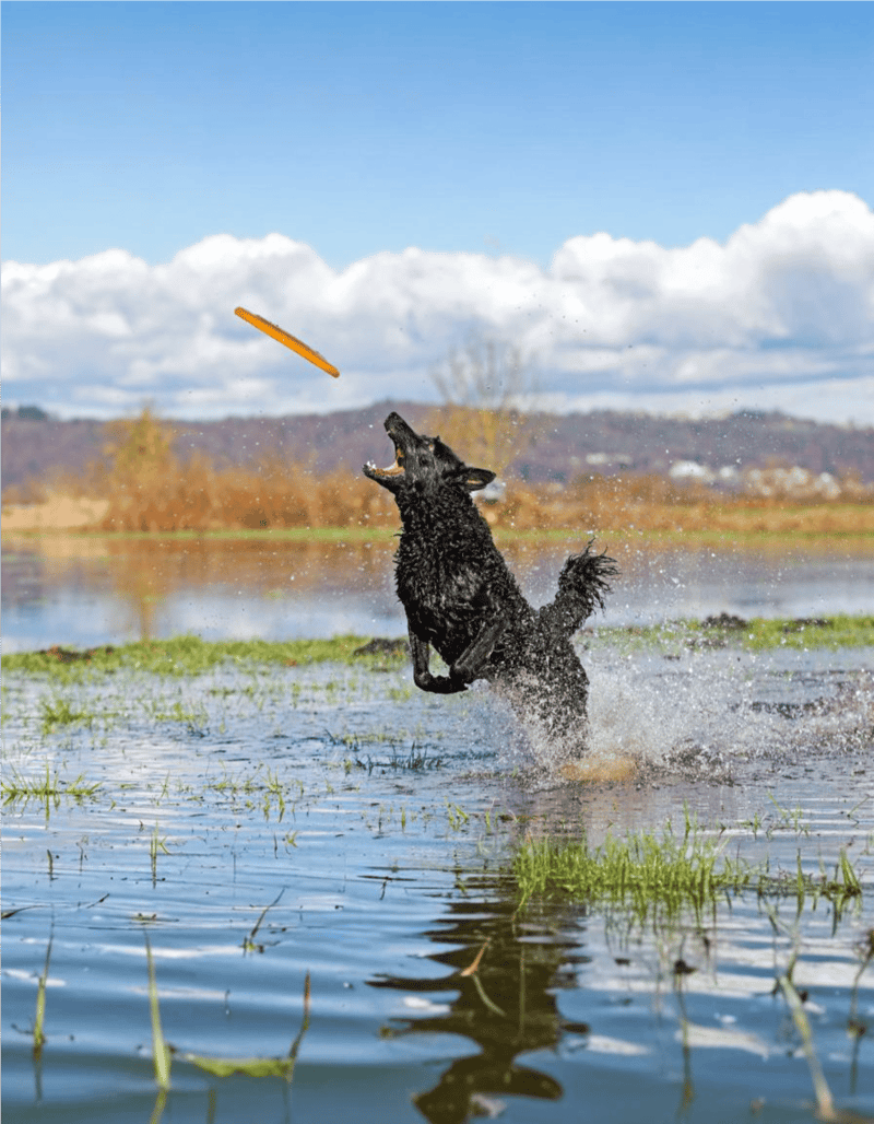 Dog fetches orange frisbee in a river during outdoor play.