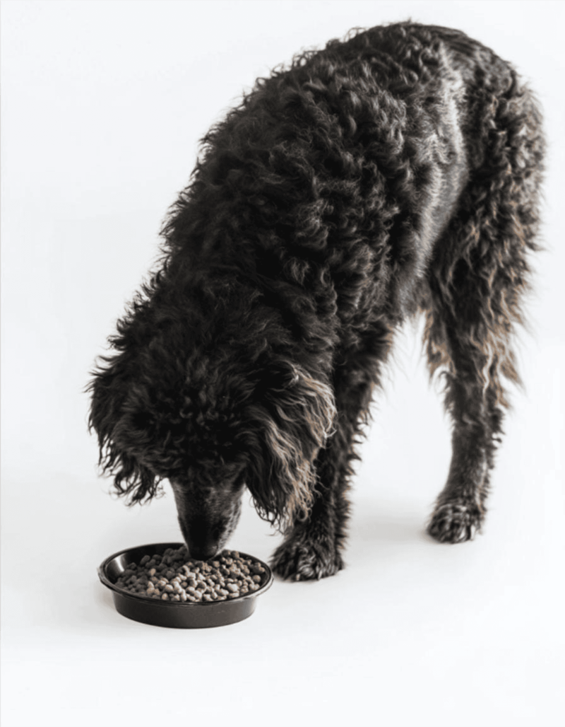 High-quality dog food bowl with dry kibble for healthy pet nutrition.