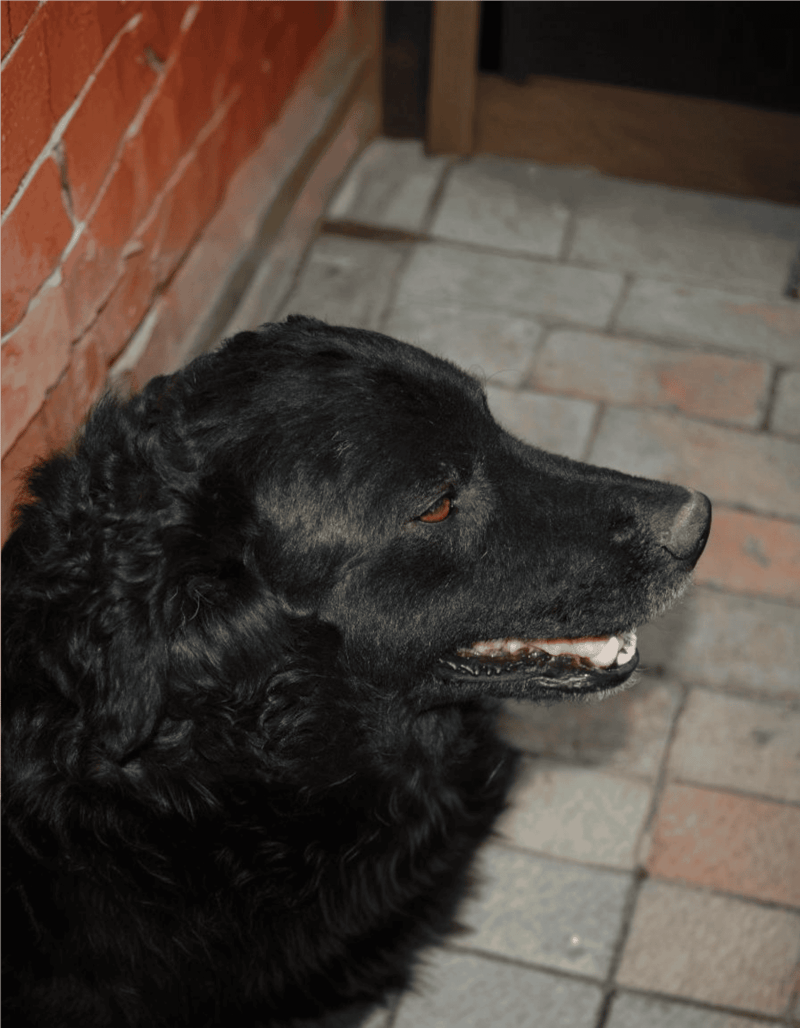 Croatian Sheepdog photo 3