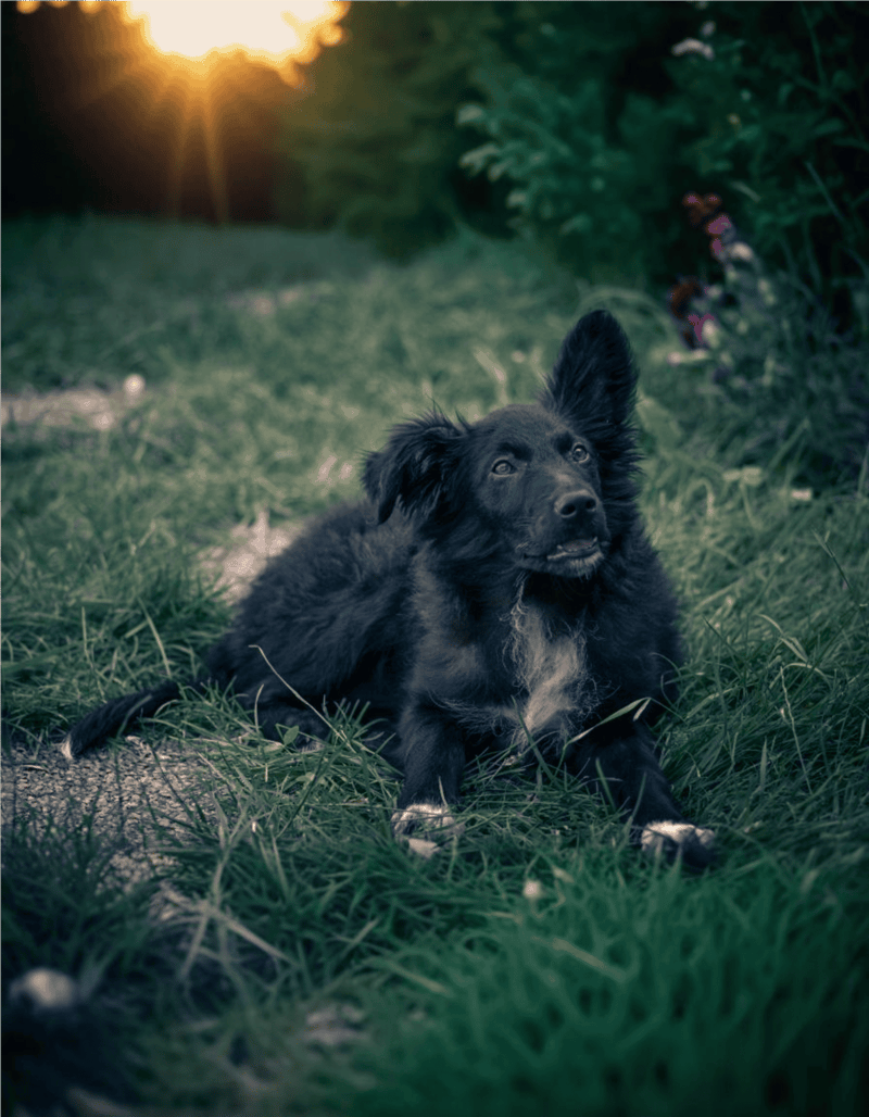 Croatian Sheepdog health