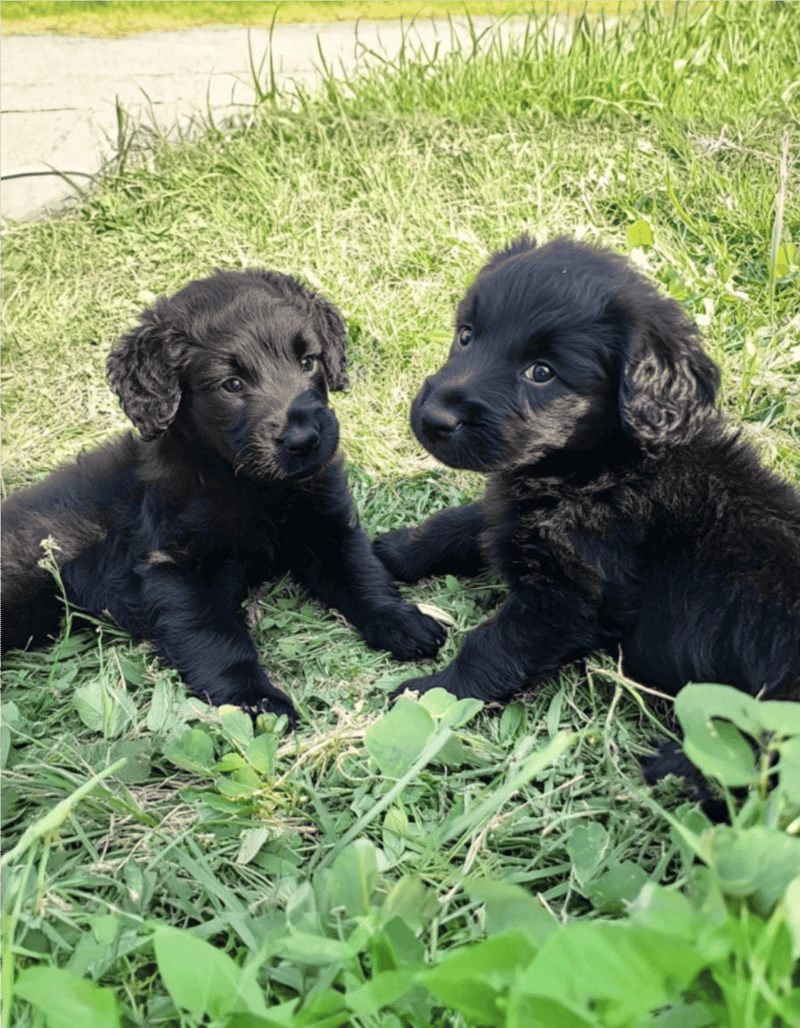 Cute black and brown puppy pups lying on grass, playful and adorable, perfect for pet lovers.