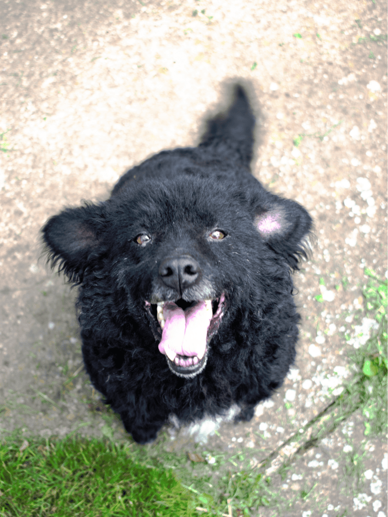 Cute black dog with a joyful expression standing on a pathway surrounded by grass.
