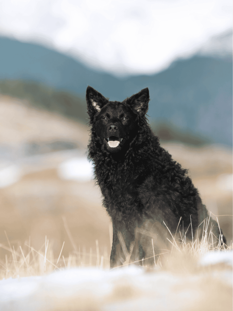 Cute black curly-haired dog sitting in an outdoor landscape, showcasing playful and curious behavior.