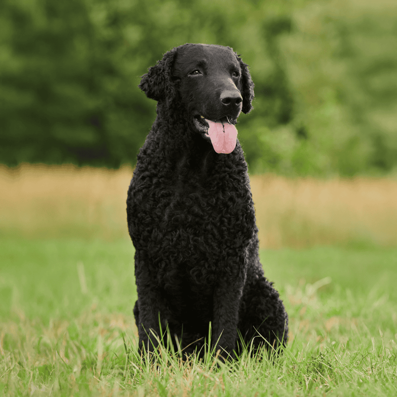 Curly-Coated Retriever overview