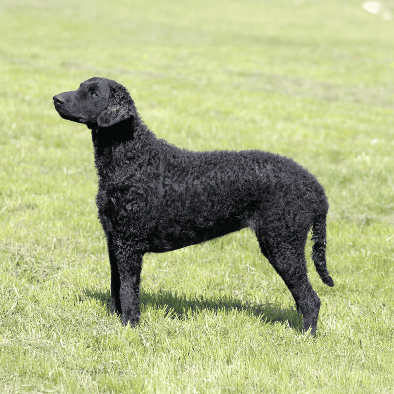 Curly-Coated Retriever characteristics