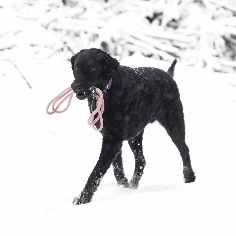 Curly-Coated Retriever Exercise