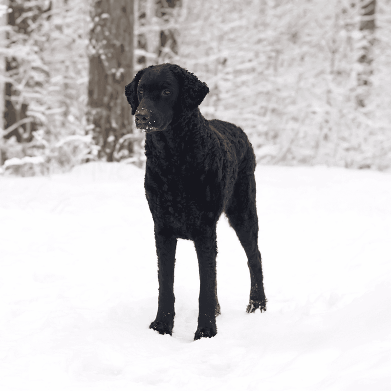 Curly-Coated Retriever photo 2